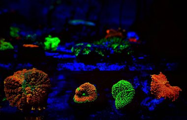 Mantar renkli yumuşak mercanlar mercan resif akvaryumundaki mavi ışık altında parlar. 