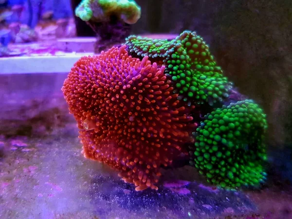 Ricordea Yuma Polips Oído Hongo Corales Ricordeidae —  Fotos de Stock