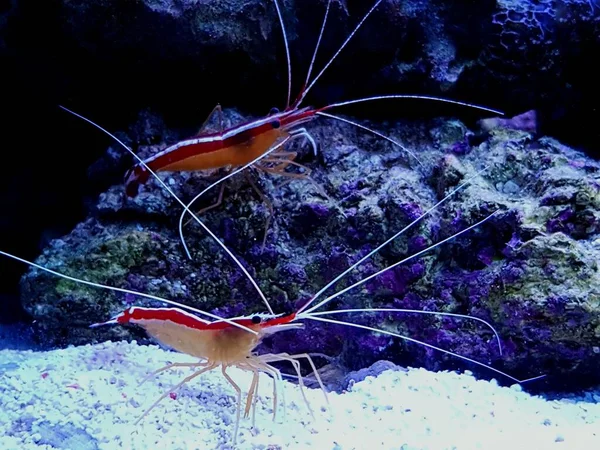Crevettes Récif Eau Salée Nettoyantes Pour Mouffettes Pacifique Lysmata Amboinensis — Photo