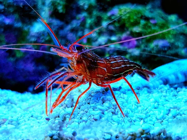 Mediterranean Peppermint Shrimp Lysmata Seticuidata — Stock Photo, Image