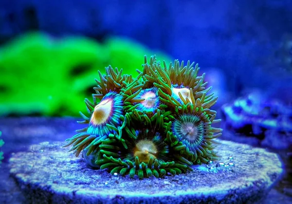 Zoánidos Pólipos Blandos Flores Los Tanques Acuario Arrecife —  Fotos de Stock