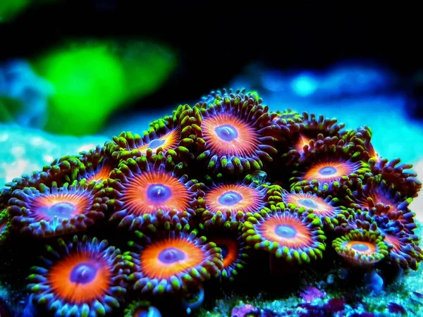 Zoanthids Soft Polyps Flowers Reef Aquarium Tanks — Stock Photo, Image