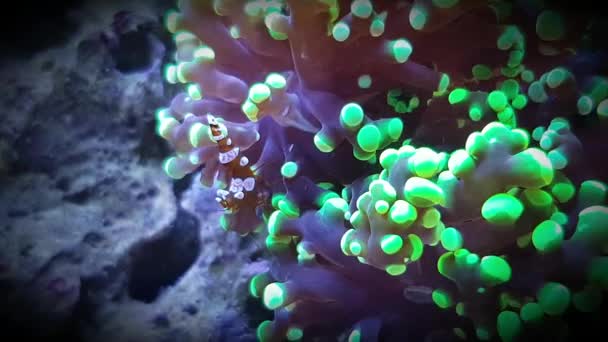 Βίντεο Από Sexy Ενδιαιτήματα Γαρίδες Πετρώδη Κοράλλια — Αρχείο Βίντεο