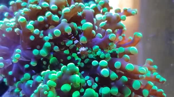Video Hábitats Camarones Sexy Coral Pedregoso — Vídeo de stock