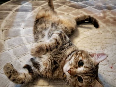 Sevimli kedi yerde yatıyor ve poz veriyor. Huzurlu ev atmosferinin tadını çıkarıyor.