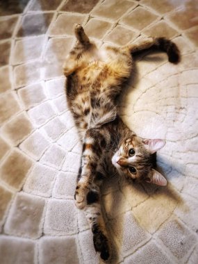 Sevimli kedi yerde yatıyor ve poz veriyor. Huzurlu ev atmosferinin tadını çıkarıyor.