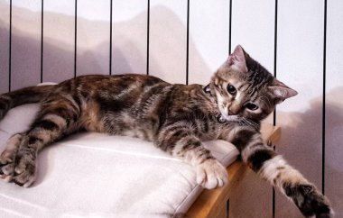 Sevimli kedi yerde yatıyor ve poz veriyor. Huzurlu ev atmosferinin tadını çıkarıyor.