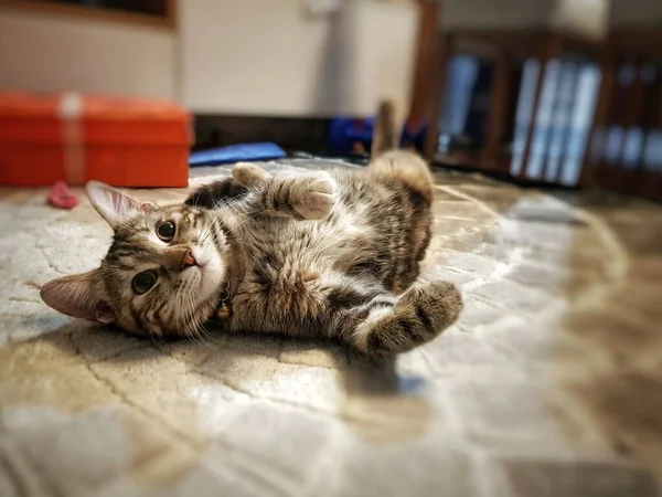 Sevimli Kedi Yerde Yatıyor Poz Veriyor Huzurlu Atmosferinin Tadını Çıkarıyor — Stok fotoğraf