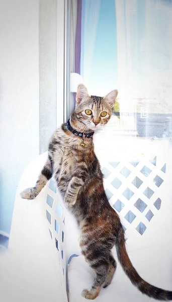 Bedårande Katt Och Poserar Ovanlig Pose Medan Njuta Lugn Hemmiljö — Stockfoto