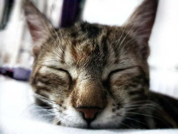Domácí Kočka Ospalém Režimu Póza — Stock fotografie