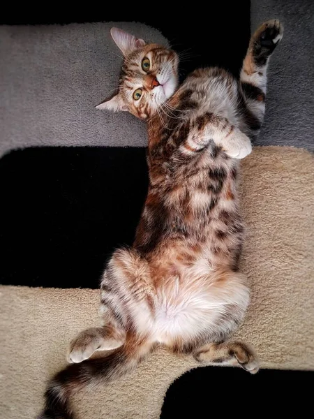 Bedårande Katt Poserar Ovanlig Pose Medan Njuta Lugn Hemmiljö — Stockfoto