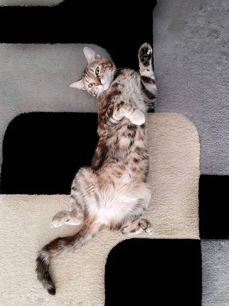 Adorável Postura Gato Posando Pose Incomum Enquanto Desfruta Atmosfera Caseira — Fotografia de Stock