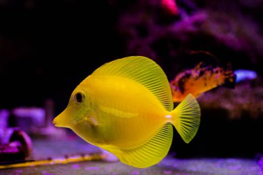 Zebrasoma flavescens - Sarı Tang, en popüler akvaryum balıklarından biridir.