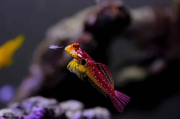 Red Ruby Dragonet Fisk Fantastiska Naturliga Tillägg Varje Rev Akvarium — Stockfoto