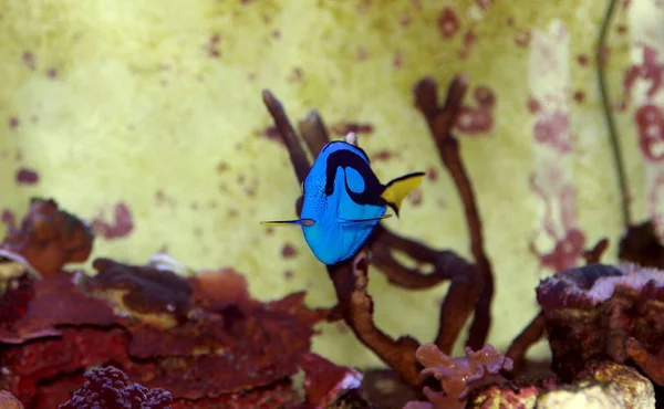 Csendes Óceáni Királykék Tang Paracanthurus Hepatus — Stock Fotó