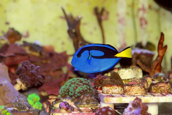 Pacific Regal Blue Tang Paracanthurus Hepatus — Stockfoto