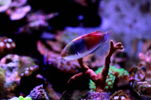 Blue face wrasse saltwater fish in aquarium