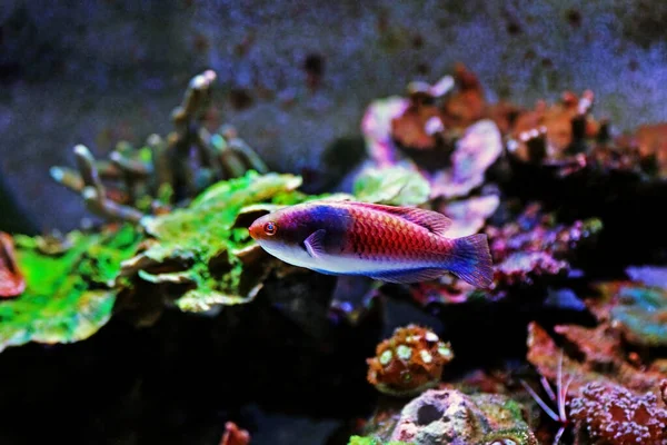 Blå Ansikte Wrasse Saltvatten Fisk Akvarium — Stockfoto