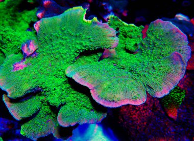 Yeşil Montipora Capricornis plakası mercan mahsulü. 