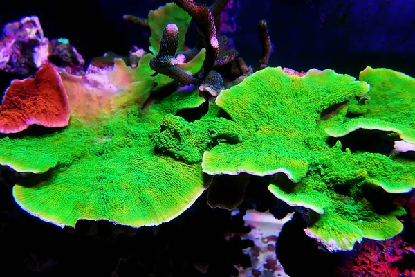 Grüne Montipora Capricornis Platte Sps Koralle — Stockfoto