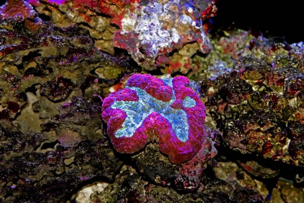 Symphyllia Brain Lps Coral Symphyllia Agaricia — Zdjęcie stockowe