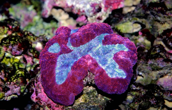 Symphyllia Brain Lps Coral Symphyllia Agaricia — Foto de Stock