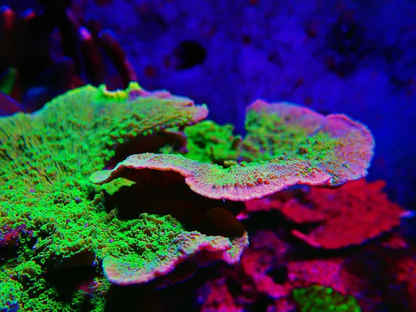 Grüne Montipora Capricornis Platte Sps Koralle — Stockfoto