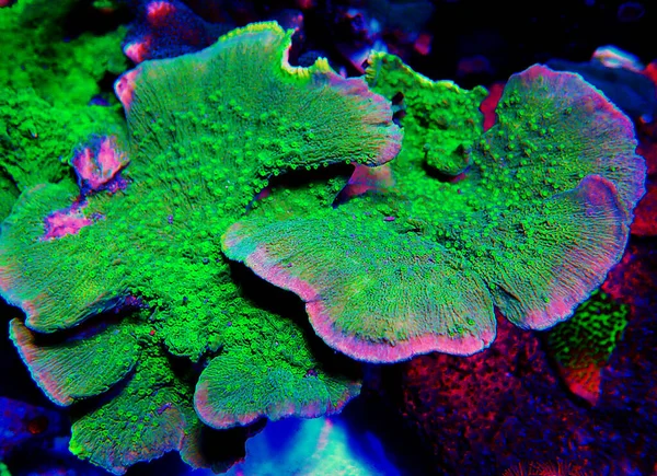 Montipora Caffornis Plate Fears Coral — 스톡 사진