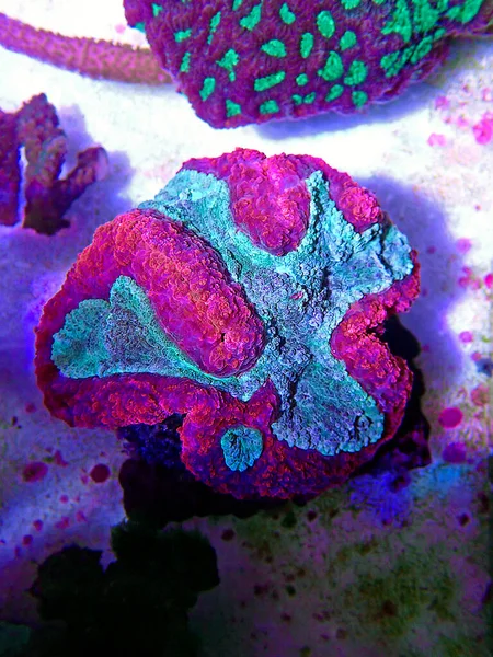 梅毒脳Lpsサンゴ Symphyllia Agaricia — ストック写真