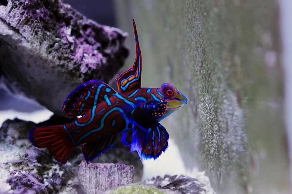 Der Mandarinenfisch Einer Der Buntesten Meerwasserfische Synchiropus Splendidus — Stockfoto