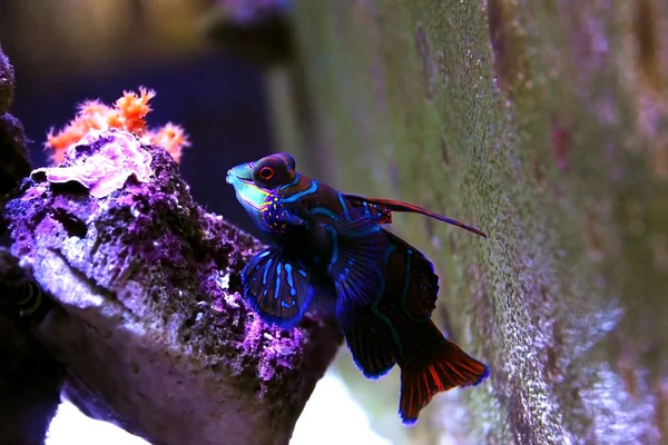 Der Mandarinenfisch Einer Der Buntesten Meerwasserfische Synchiropus Splendidus — Stockfoto