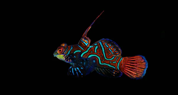 Peixe Mandarim Dos Peixes Água Salgada Mais Coloridos Synchiropus Splendidus — Fotografia de Stock