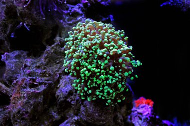 Euphyllia LPS renkli mercanlarla akvaryumda renkli bir sahne
