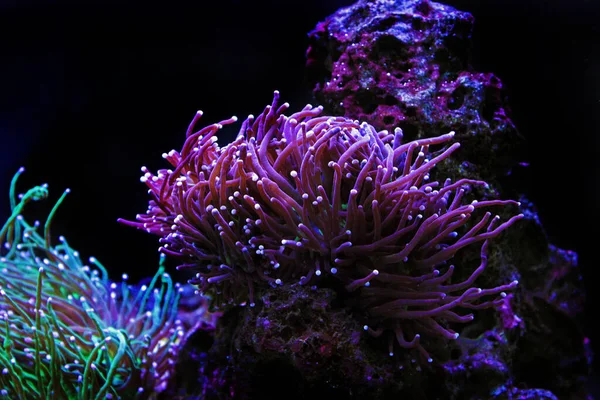 Grande Corallo Sassoso Viola Nella Vasca Dell Acquario Barriera Euphyllia — Foto Stock