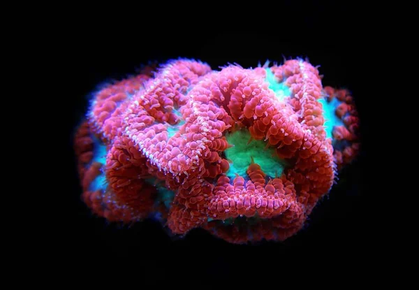 Blastomussa Wellsi Big Polyp Blastomussa Lps Coral — Stockfoto