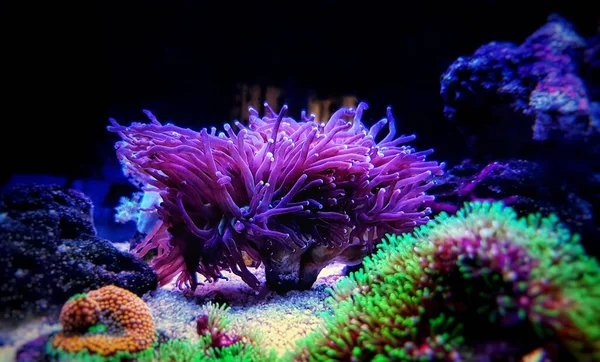 Largos Tentáculos Coloridos Coral Vivo Tanque Acuario Arrecife Agua Salada — Foto de Stock