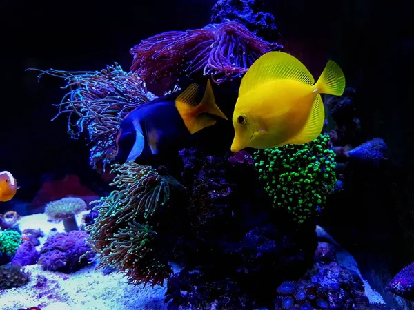 Colorful Saltwater Fishes Swimming Coral Reef Aquarium Tank — Stock Photo, Image