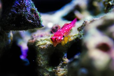 Kırmızı Yakut Ejderha Balığı her resif akvaryumunda inanılmaz bir doğal katkı sağlar.