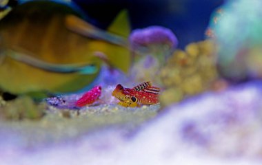 Kırmızı Yakut Ejderha Balığı her resif akvaryumunda inanılmaz bir doğal katkı sağlar.