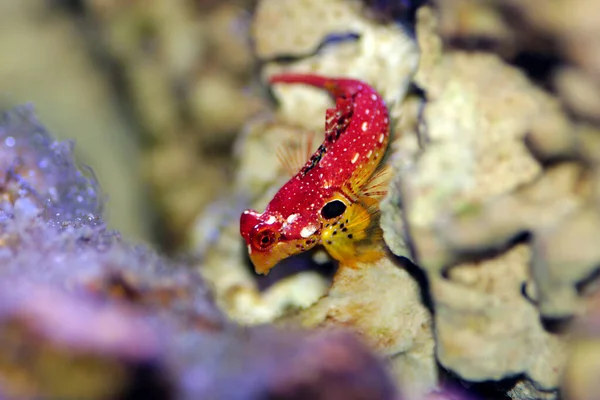 Red Ruby Dragonet Fish Amazing Natural Addition Every Reef Aquarium — Stock Photo, Image