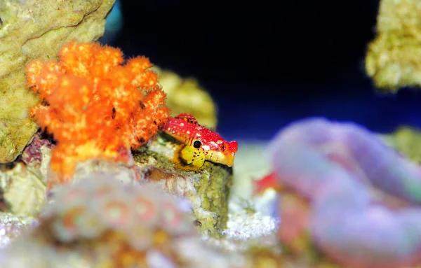 Roter Rubindrachenfisch Ist Eine Erstaunliche Natürliche Ergänzung Jedem Riffaquarium — Stockfoto