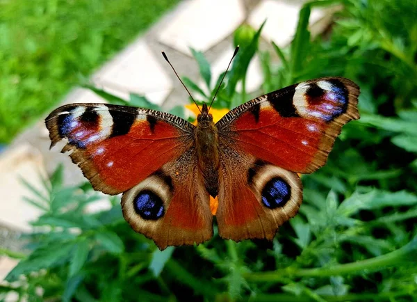 Mariposa Europea Del Pavo Real Aglais — Foto de Stock