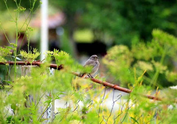 Black Redstart Bird Phoenicurus Ochruros — Stock Photo, Image