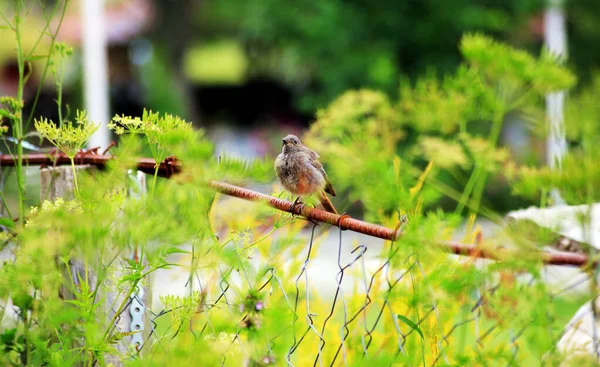 Black Redstart Bird Phoenicurus Ochruros — Stock Photo, Image