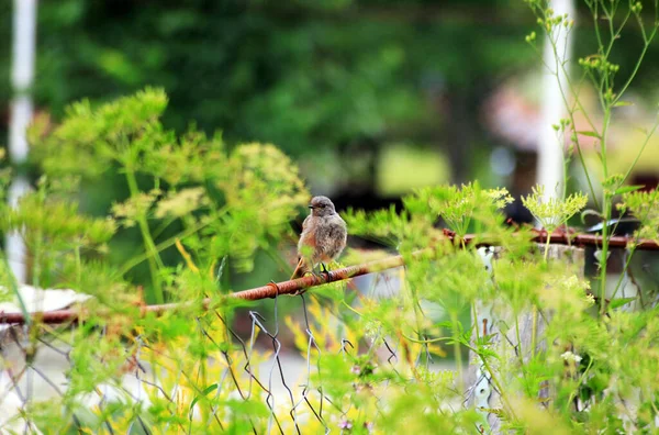 Pássaro Preto Redstart Phoenicurus Ochruros — Fotografia de Stock