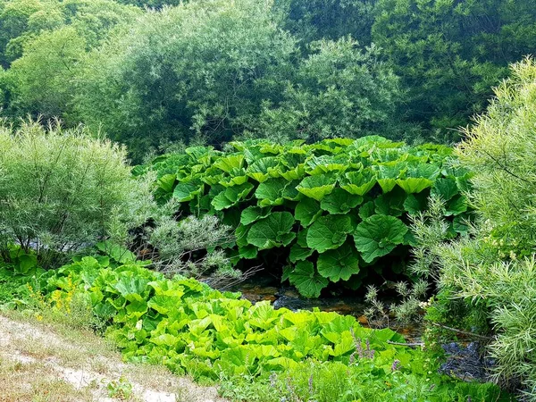 Der Schmetterling Krautige Mehrjährige Blütenpflanze Petasites Hybridus — Stockfoto