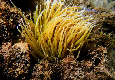 Akdeniz yılanı deniz şakayığını kilitliyor - Anemonia sulcata