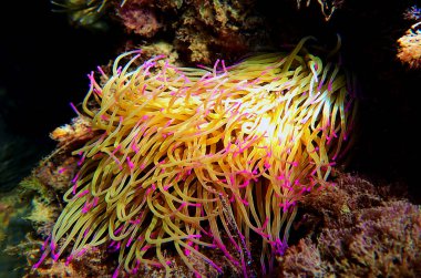 Akdeniz yılanı deniz şakayığını kilitliyor - Anemonia sulcata