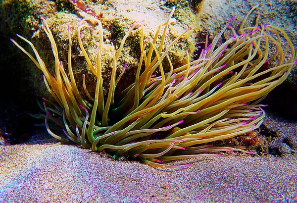 Θαλάσσια Ανεμώνη Anemonia Sulcata — Φωτογραφία Αρχείου