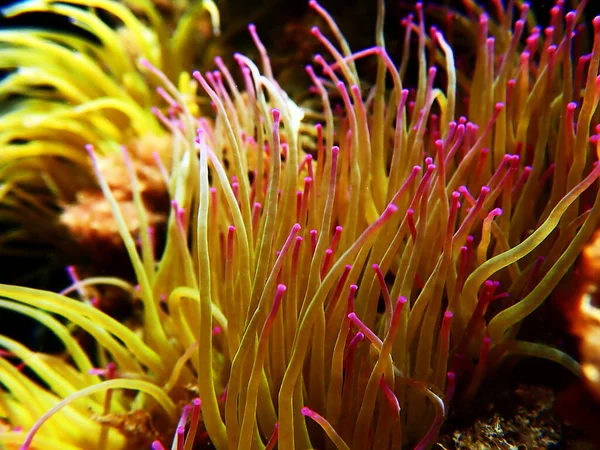 Anémona Marina Las Culebras Del Mediterráneo Anemonia Sulcata —  Fotos de Stock